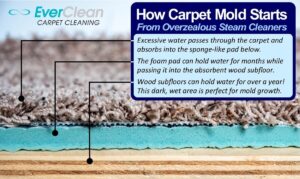 mold from excessive steam carpet cleaning