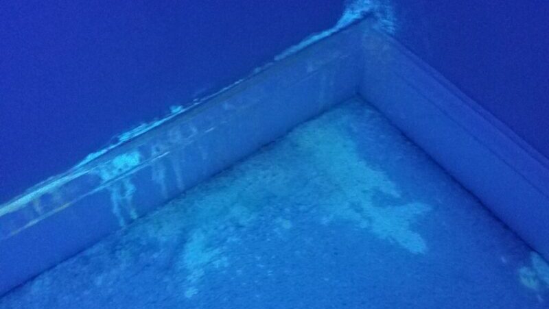 pet urine on carpet detection with uv flashlight